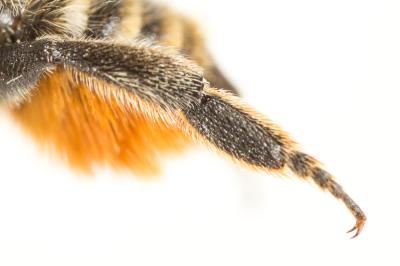  Megachile pyrenaea Pérez, 1890