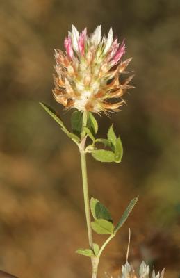 Trèfle renflé en vessie, Trèfle en vessie Trifolium vesiculosum Savi, 1798