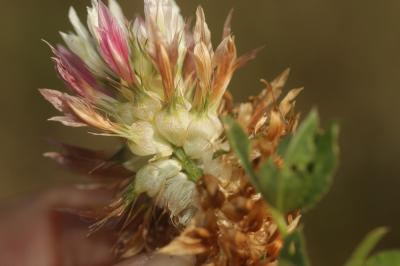 Trèfle renflé en vessie, Trèfle en vessie Trifolium vesiculosum Savi, 1798