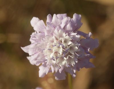 Céphalaire de Transylvanie Cephalaria transylvanica (L.) Schrad. ex Roem. & Schult., 1818