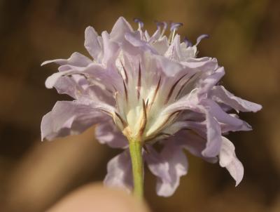 Céphalaire de Transylvanie Cephalaria transylvanica (L.) Schrad. ex Roem. & Schult., 1818