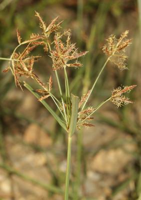 Souchet rond Cyperus rotundus L., 1753
