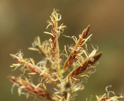 Souchet rond Cyperus rotundus L., 1753