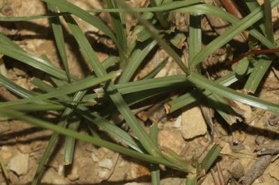 Souchet rond Cyperus rotundus L., 1753