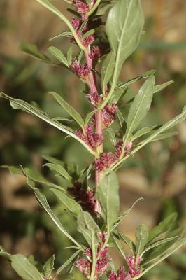 Amarante fausse-blette, Fausse Amarante Amaranthus blitoides S.Watson, 1877