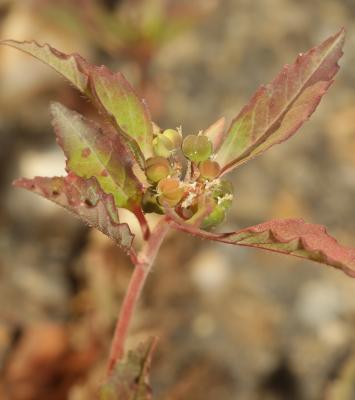  Euphorbia dentata Michx., 1803