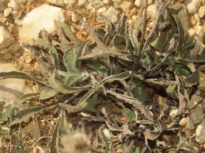 Inule des montagnes Inula montana L., 1753