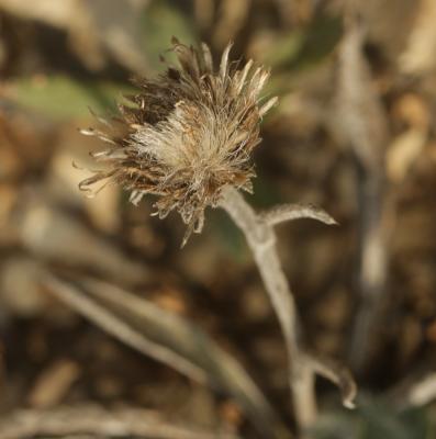 Inule des montagnes Inula montana L., 1753