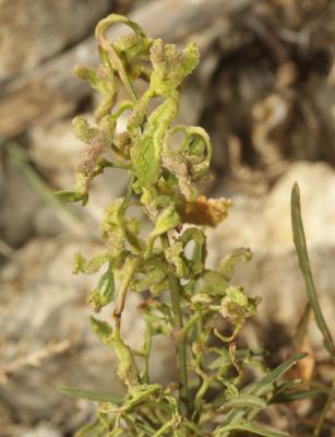  Epitrimerus flammulae Gerber, 1901