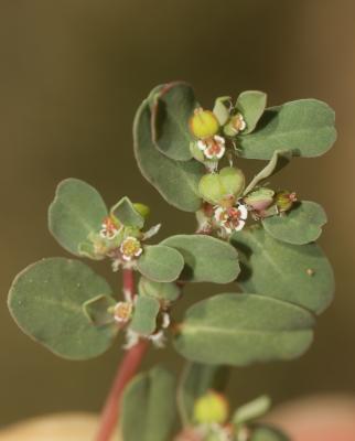 Euphorbe petit-figuier, Monnoyère Euphorbia chamaesyce L., 1753