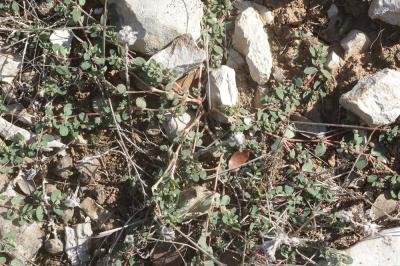 Euphorbe petit-figuier, Monnoyère Euphorbia chamaesyce L., 1753