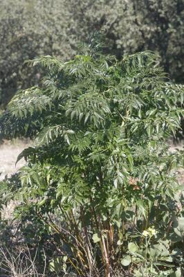 Margousier Melia azedarach L., 1753