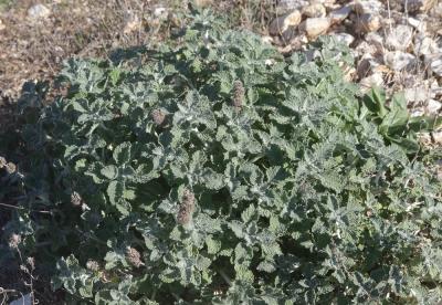 Marrube commun, Marrube vulgaire Marrubium vulgare L., 1753