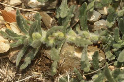 Bugle Ivette, Ivette-musquée Ajuga iva (L.) Schreb., 1773