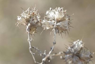 Coris de Montpellier Coris monspeliensis L., 1753