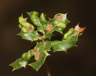  Aceria ilicis (Canestrini, 1890)