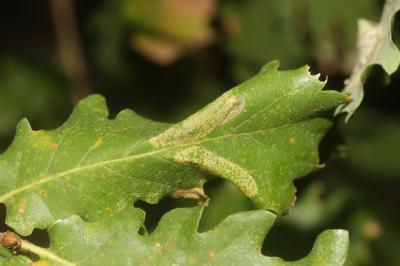  Phyllonorycter roboris (Zeller, 1839)