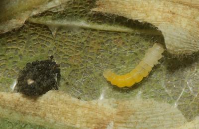  Phyllonorycter roboris (Zeller, 1839)