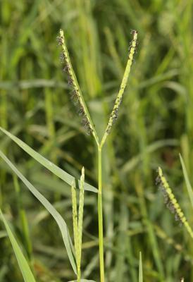 Paspale à deux épis Paspalum distichum L., 1759