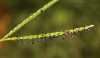 Paspale à deux épis Paspalum distichum L., 1759