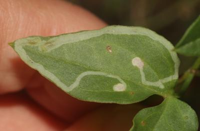  Phytomyza Fallén, 1810