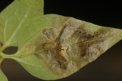  Argopus brevis Allard, 1859