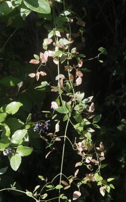  Argopus brevis Allard, 1859