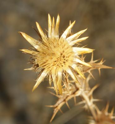  Carlina hispanica Lam., 1785