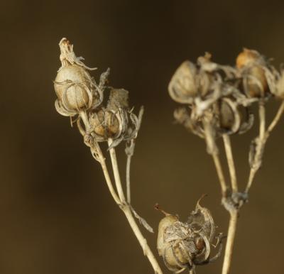 Chlorette, Chlore perfoliée Blackstonia perfoliata (L.) Huds., 1762