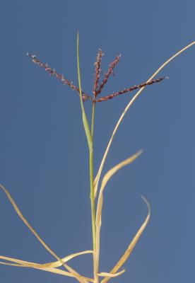 Digitaire glabre, Digitaire filiforme Digitaria ischaemum (Schreb.) Schreb. ex Muhl., 1817