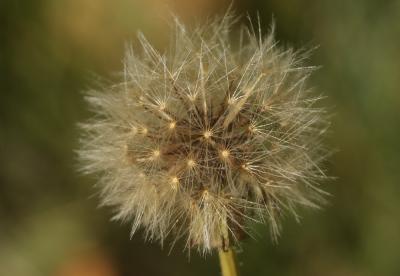 Liondent tubéreux, Léontodon tubéreux Leontodon tuberosus L., 1753