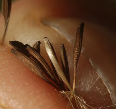 Liondent tubéreux, Léontodon tubéreux Leontodon tuberosus L., 1753