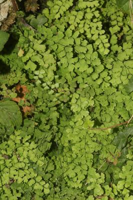 Capillaire de Montpellier, Cheveux de Vénus, Capil Adiantum capillus-veneris L., 1753