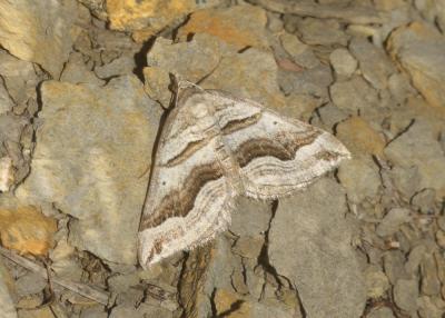 Ortholite entourée (L'), Korrigan (Le) Scotopteryx peribolata (Hübner, 1817)