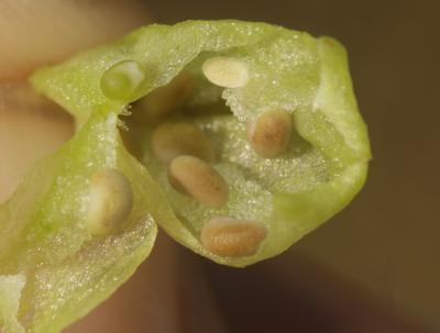 Réséda raiponce Reseda phyteuma L., 1753