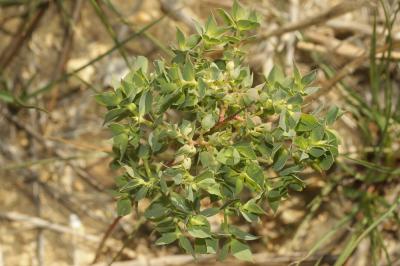 Euphorbe en faux, Euphorbe à cornes en faucille Euphorbia falcata L., 1753