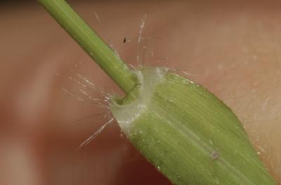 Grand erogrostis, Éragrostide Amourette Eragrostis cilianensis (All.) Vignolo ex Janch., 1907