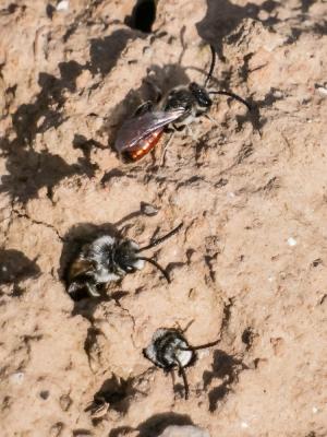  Sphecodes Latreille, 1804