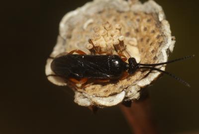  Eurylabus tristis (Gravenhorst, 1829)