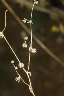 Campanule érinus, Campanule à petites fleurs Campanula erinus L., 1753
