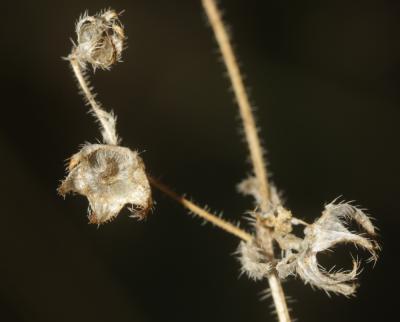 Campanule érinus, Campanule à petites fleurs Campanula erinus L., 1753