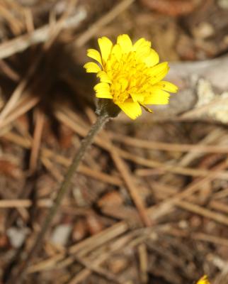 Liondent tubéreux, Léontodon tubéreux Leontodon tuberosus L., 1753