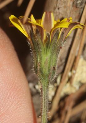 Liondent tubéreux, Léontodon tubéreux Leontodon tuberosus L., 1753