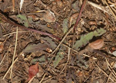 Liondent tubéreux, Léontodon tubéreux Leontodon tuberosus L., 1753