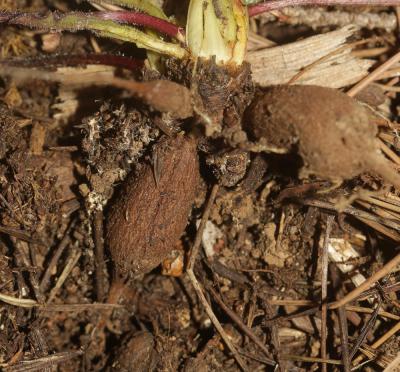 Liondent tubéreux, Léontodon tubéreux Leontodon tuberosus L., 1753
