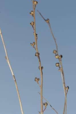 Asphodèle fistuleuse, Asphodèle fistuleux Asphodelus fistulosus L., 1753