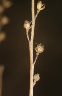 Asphodèle fistuleuse, Asphodèle fistuleux Asphodelus fistulosus L., 1753