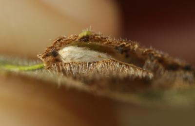  Phyllonorycter millierella (Staudinger, 1871)