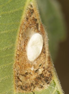  Phyllonorycter millierella (Staudinger, 1871)