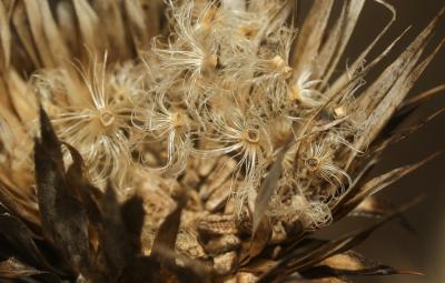 Onopordon d'Illyrie Onopordum illyricum L., 1753